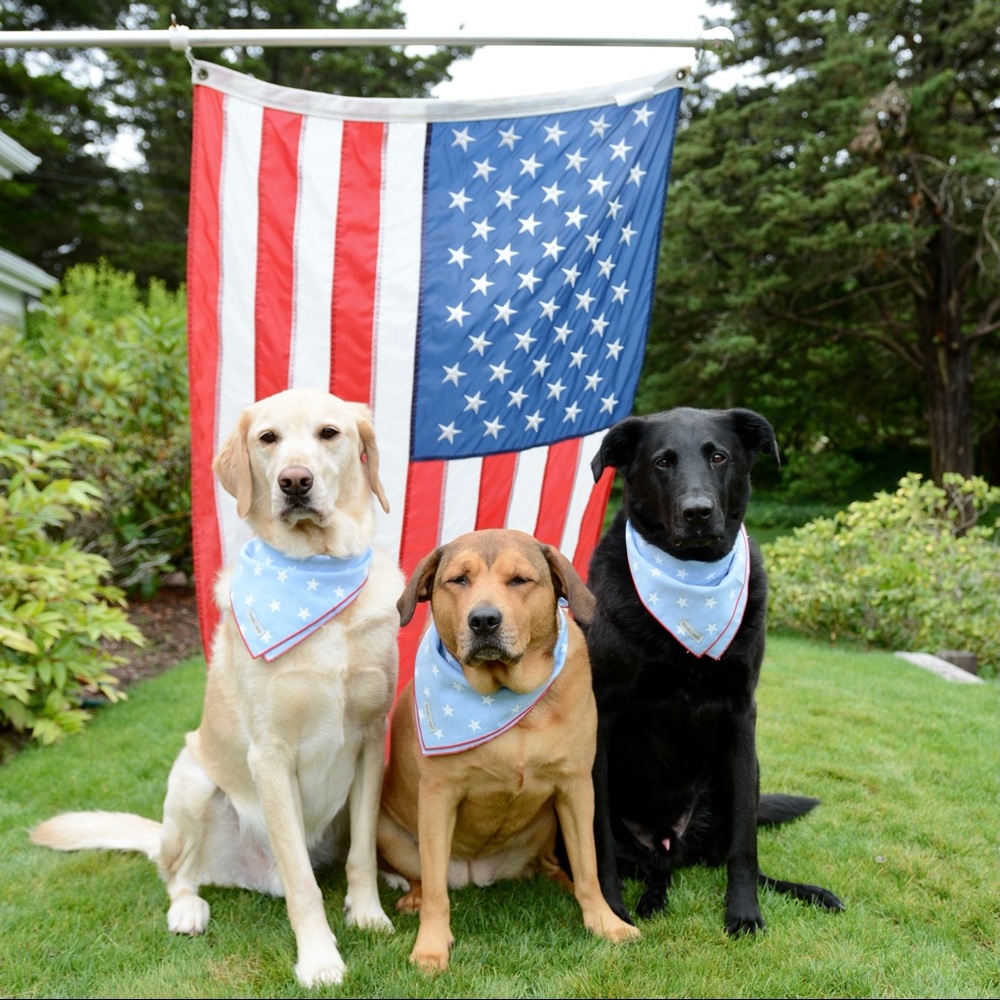 Star Dog Bandanas